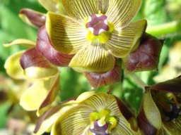 Schizoglossum hamatum welcoming the sun